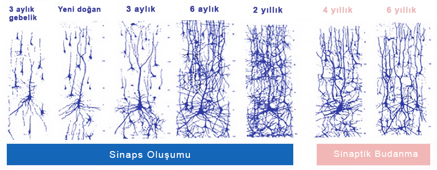 Sinaptik budama nedir, öğrenmeyi öğrenme nedir